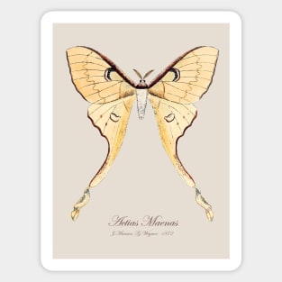 Moth - Malaysian Moon Moth, Actias Maenas Leto female  3 Sticker